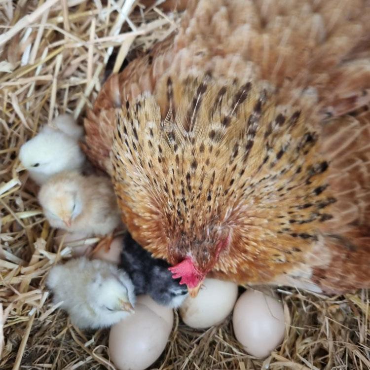 New Hampshire mother hen sitting with her eggs and newly hatched chicks