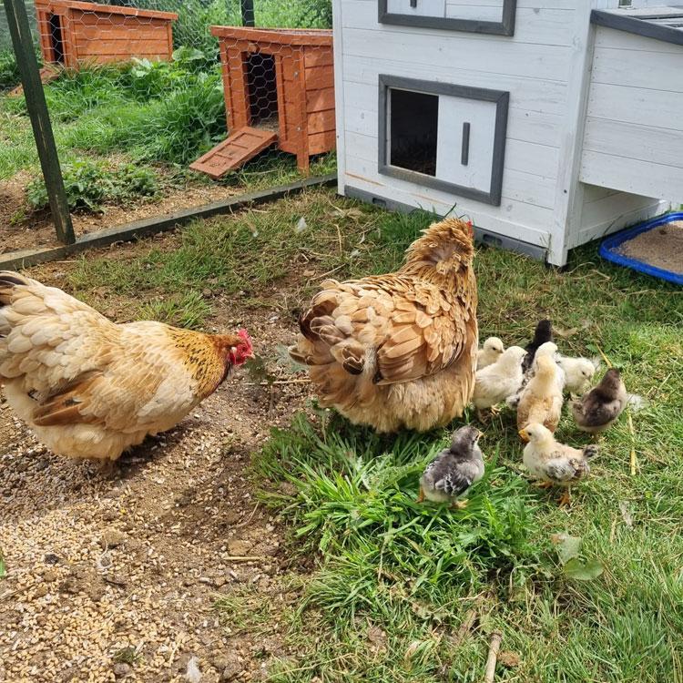 New Hampshire mother hen and her chicks outside