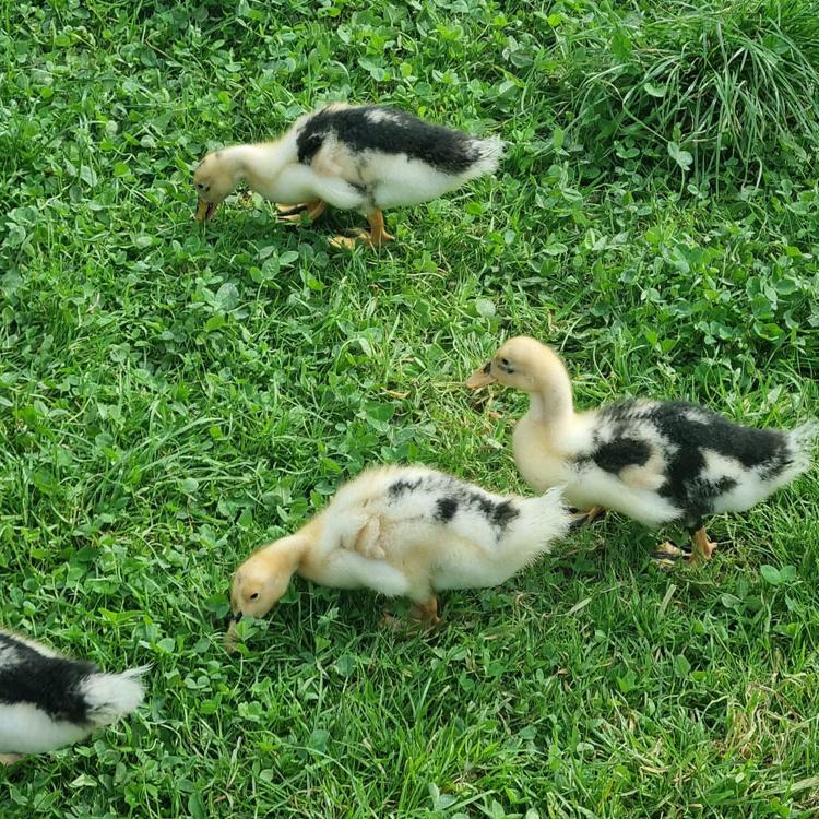 Ancona Duck Chicks