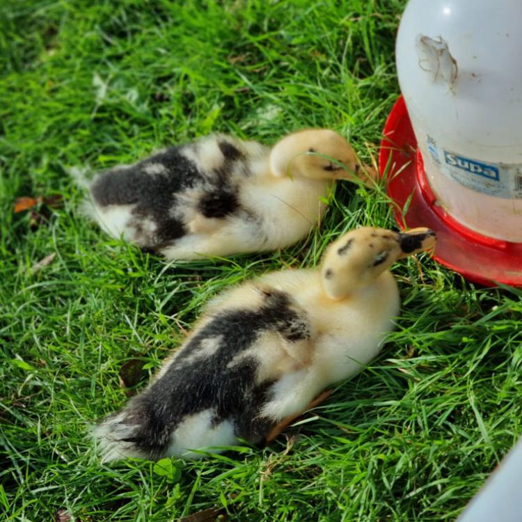 Ancona Duck Chicks