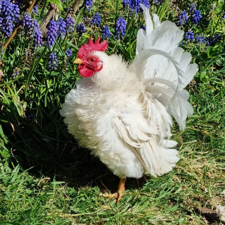 Frizzle Serama Rooster