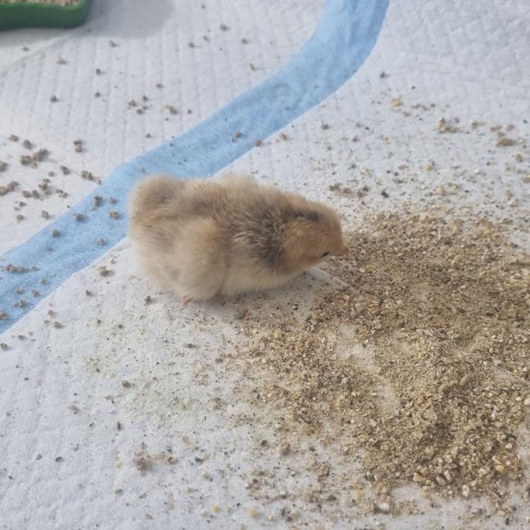 Freshly hatched chicks in an incubator