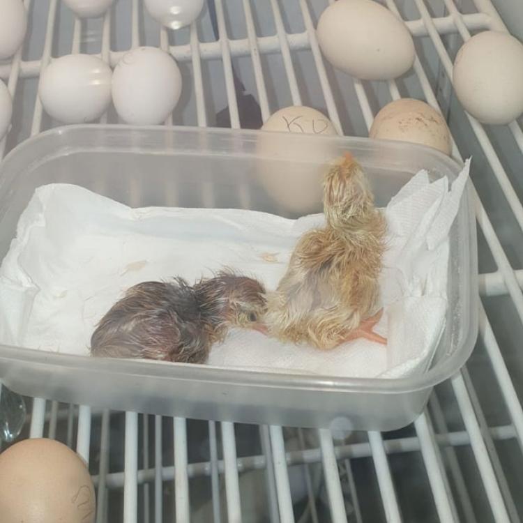 Freshly hatched chicks in an incubator