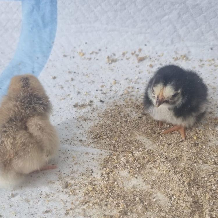 Freshly hatched chicks in an incubator