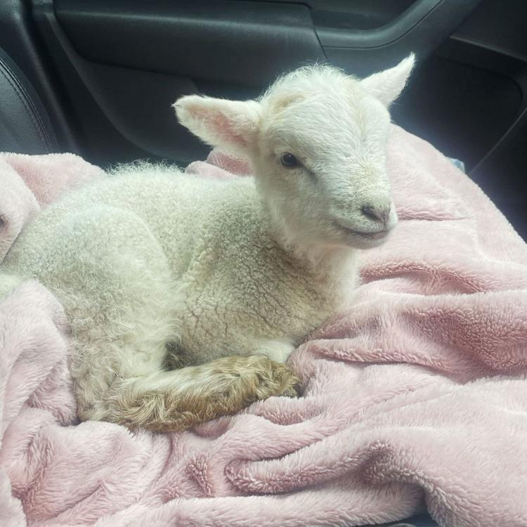 Newborn Lamb