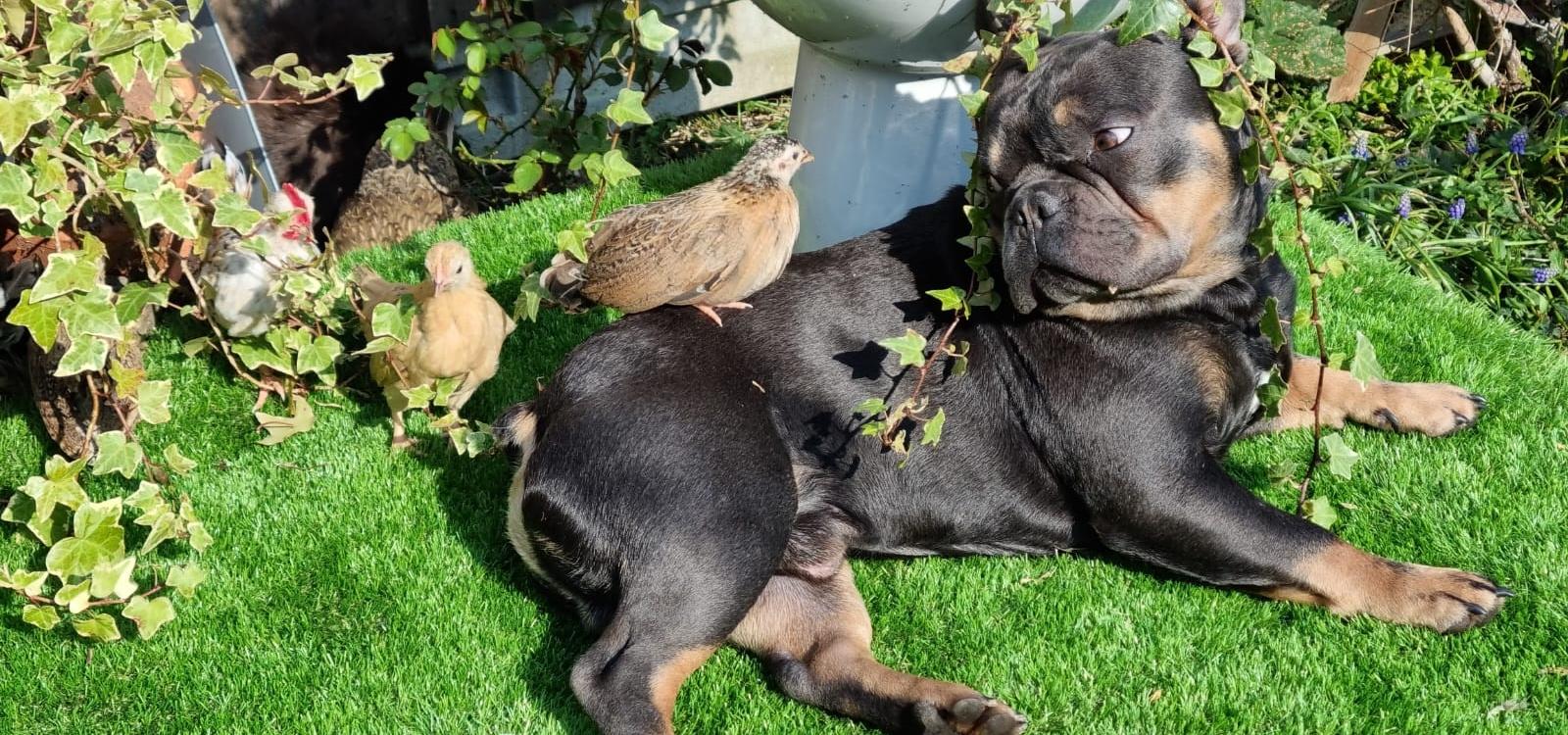 My dog lying with some chicks