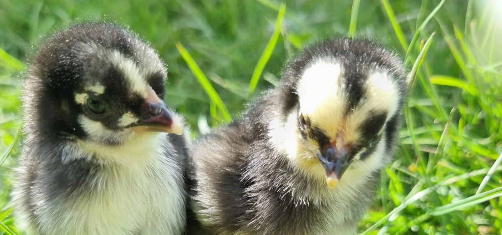 Close up of Chicks in the Grass