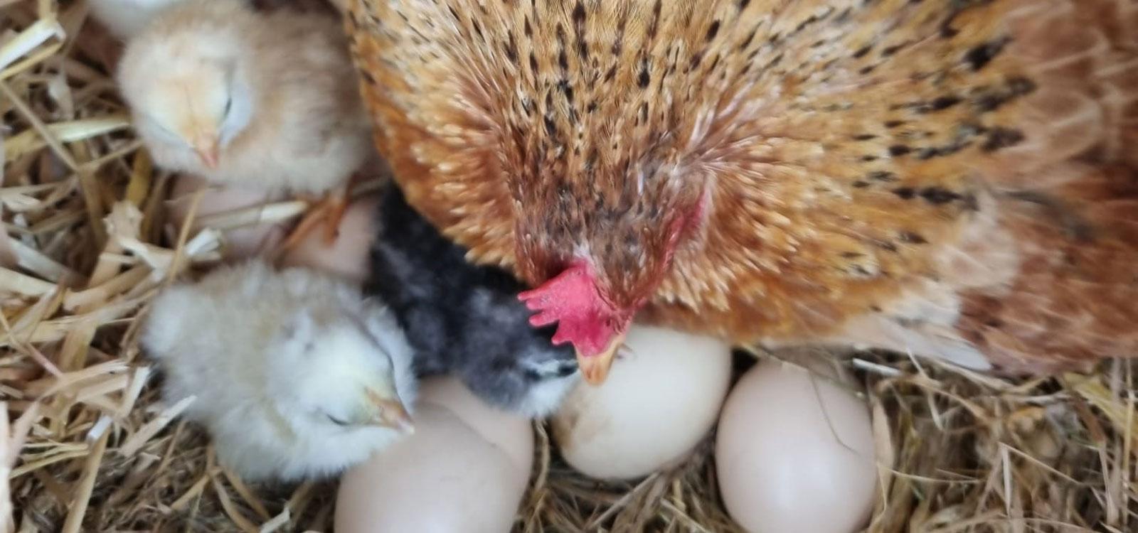 Newly hatched chicks and some unhatched eggs with their mother